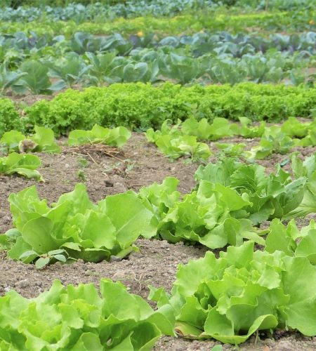 salad, herbs, vegetables-2482457.jpg
